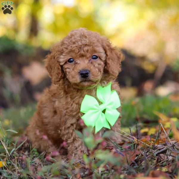 Tyler, Cavapoo Puppy