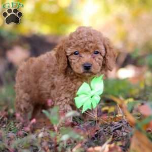 Tyler, Cavapoo Puppy
