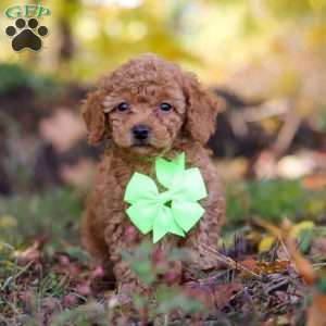 Tyler, Cavapoo Puppy
