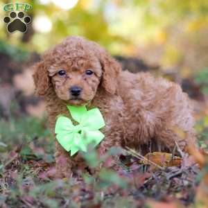 Tyler, Cavapoo Puppy