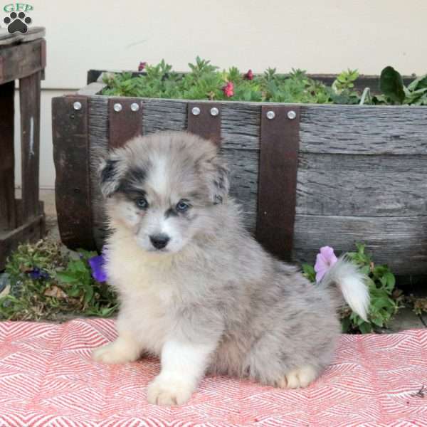 Tyler, Pomsky Puppy
