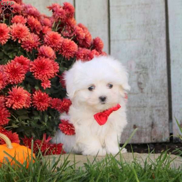 Tyler, Maltichon Puppy