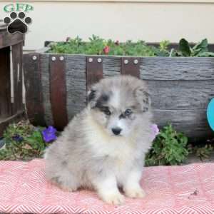Tyler, Pomsky Puppy