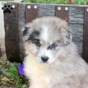 Tyler, Pomsky Puppy