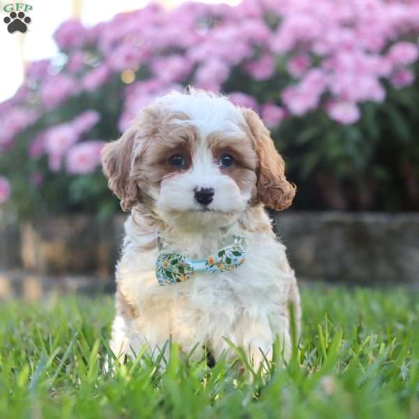 Tyler, Cavapoo Puppy