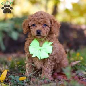 Tyler, Cavapoo Puppy