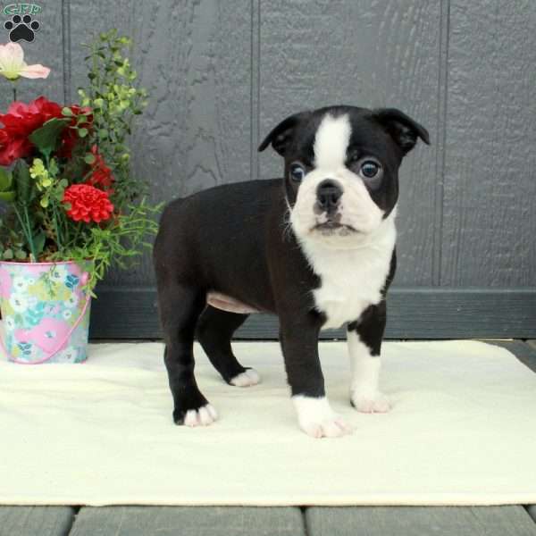 Valerie, Boston Terrier Puppy