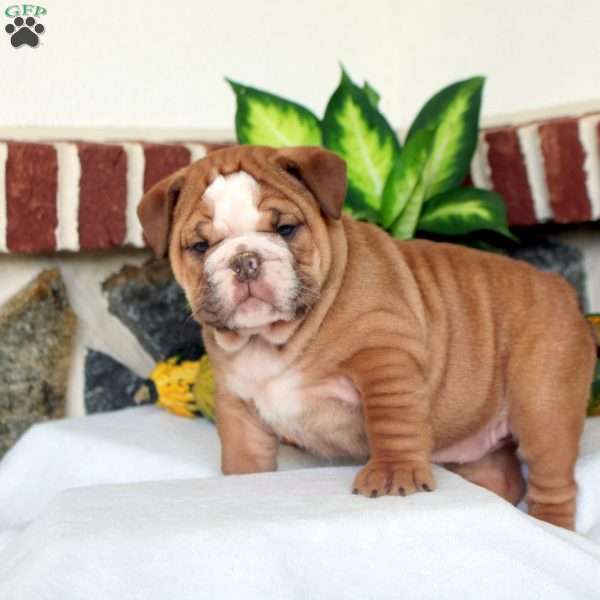 Valerie, English Bulldog Puppy
