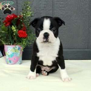 Valerie, Boston Terrier Puppy