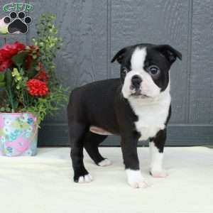 Valerie, Boston Terrier Puppy