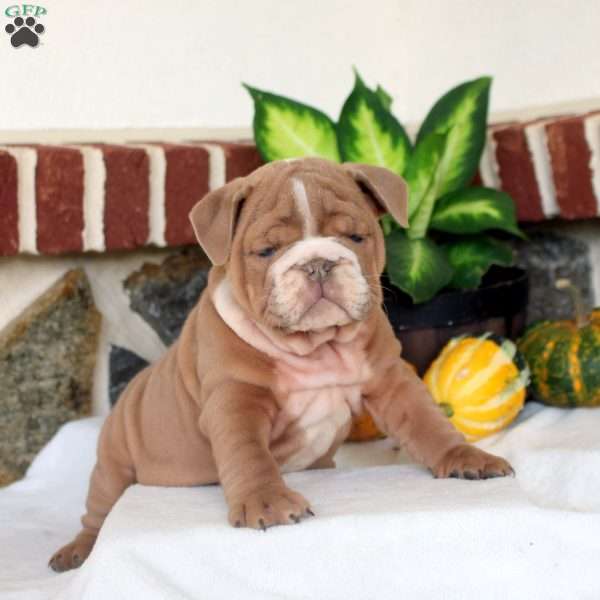 Vance, English Bulldog Puppy