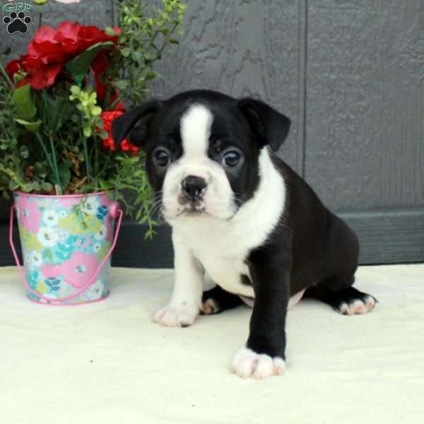 Vann, Boston Terrier Puppy