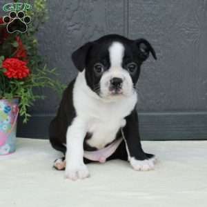 Vann, Boston Terrier Puppy