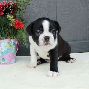 Vann, Boston Terrier Puppy