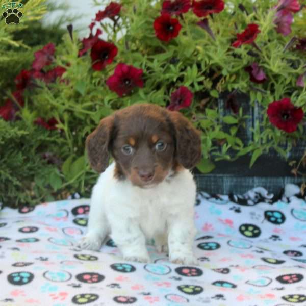 Vera, Dachshund Puppy