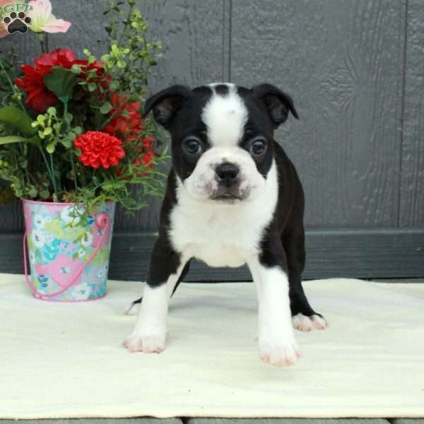 Vera, Boston Terrier Puppy