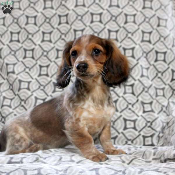 Vera, Dachshund Puppy