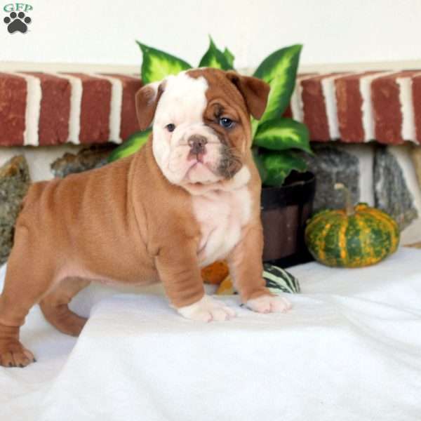 Vera, English Bulldog Puppy