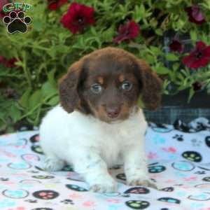 Vera, Dachshund Puppy