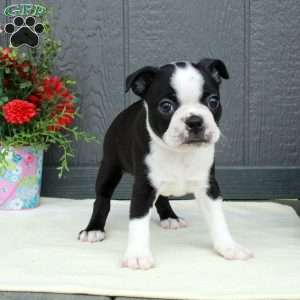 Vera, Boston Terrier Puppy