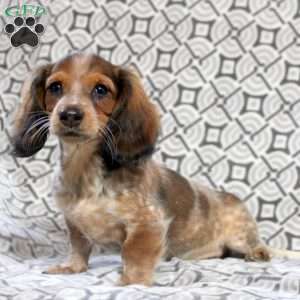 Vera, Dachshund Puppy