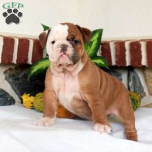 Vera, English Bulldog Puppy
