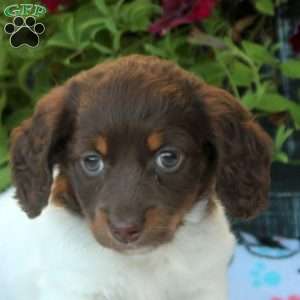 Vera, Dachshund Puppy
