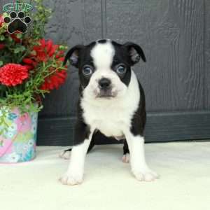 Vera, Boston Terrier Puppy