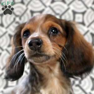 Vera, Dachshund Puppy