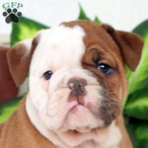 Vera, English Bulldog Puppy