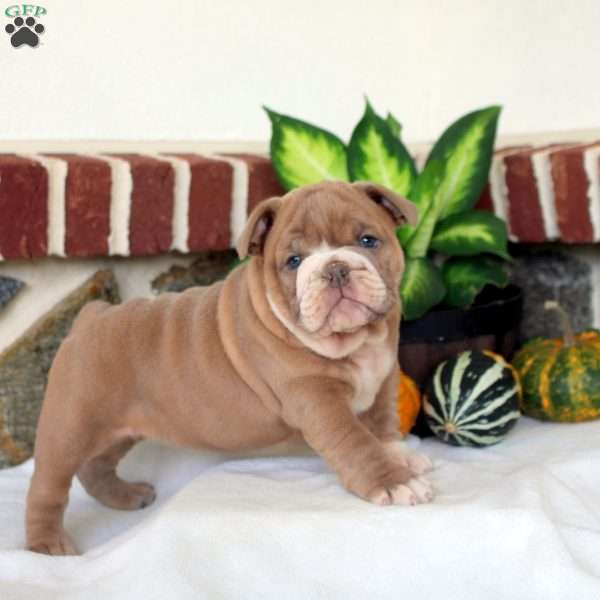 Veronica, English Bulldog Puppy