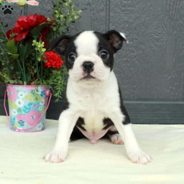 Victor, Boston Terrier Puppy