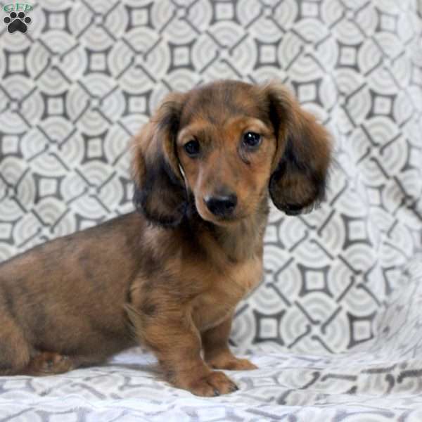Victor, Dachshund Puppy