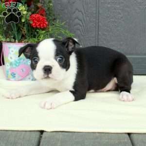 Victor, Boston Terrier Puppy