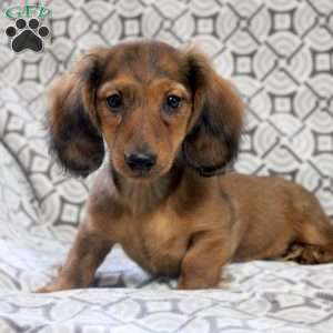 Victor, Dachshund Puppy