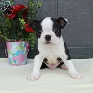 Victor, Boston Terrier Puppy