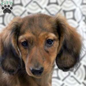 Victor, Dachshund Puppy