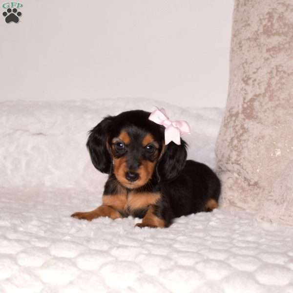 Victoria-Mini, Dachshund Puppy