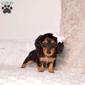 Victoria-Mini, Dachshund Puppy