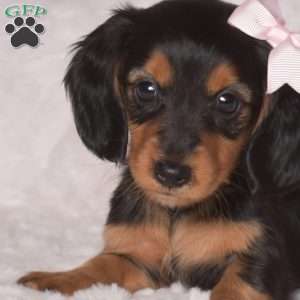 Victoria-Mini, Dachshund Puppy