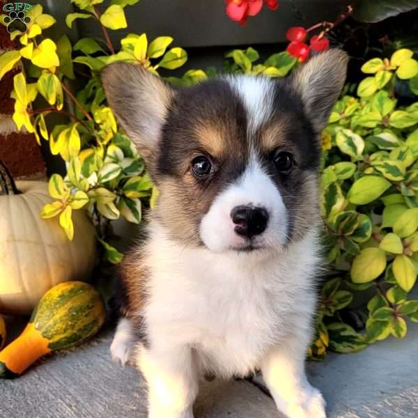 Lucy, Pembroke Welsh Corgi Puppy