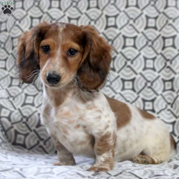 Vince, Dachshund Puppy