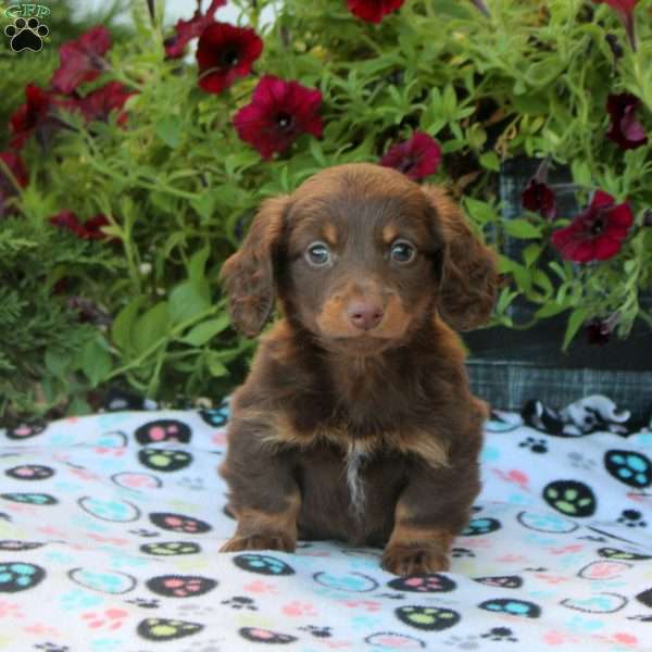 Vince, Dachshund Puppy