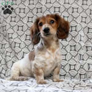 Vince, Dachshund Puppy