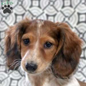 Vince, Dachshund Puppy