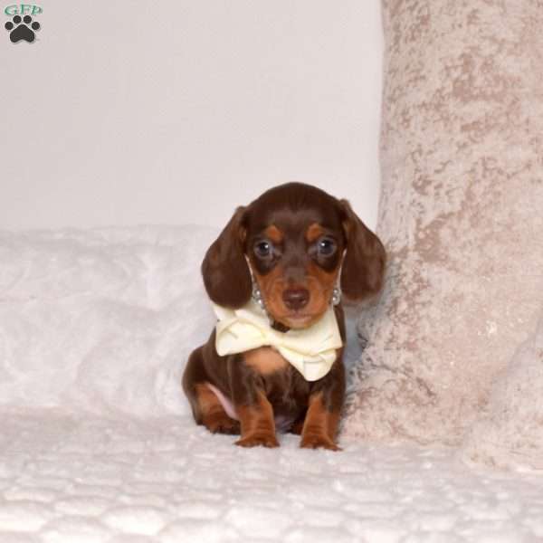 Vincent-Mini, Dachshund Puppy