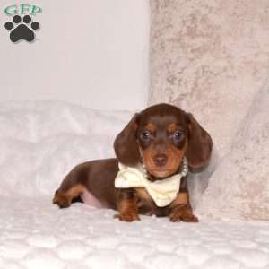 Vincent-Mini, Dachshund Puppy