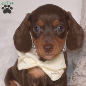 Vincent-Mini, Dachshund Puppy