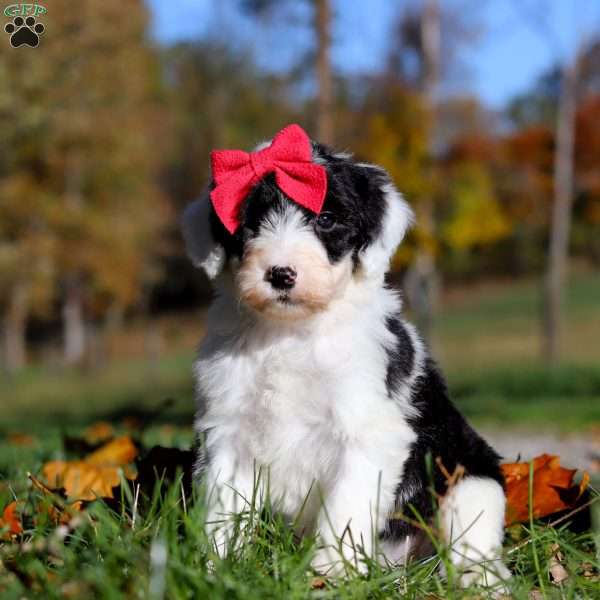 Violet, Sheepadoodle Puppy