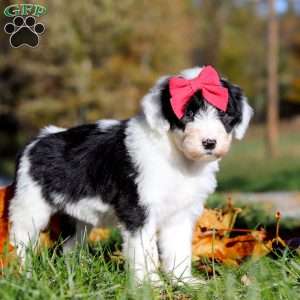 Violet, Sheepadoodle Puppy